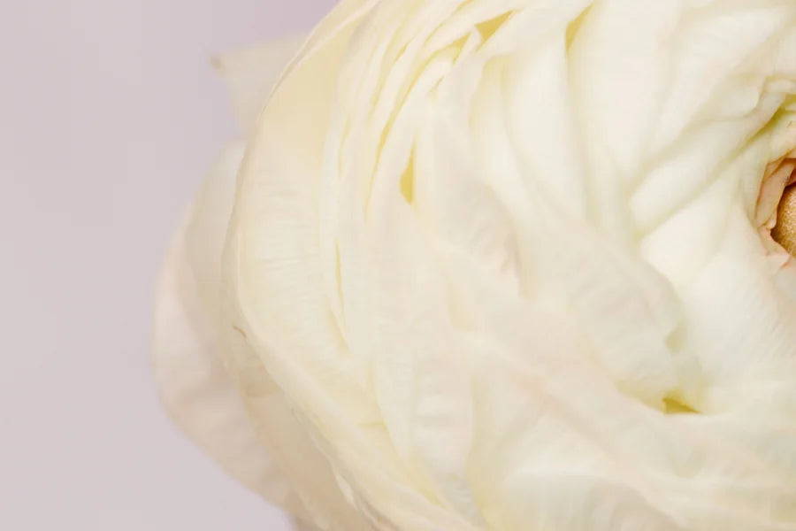 Ivory ranunculus petals in soft light